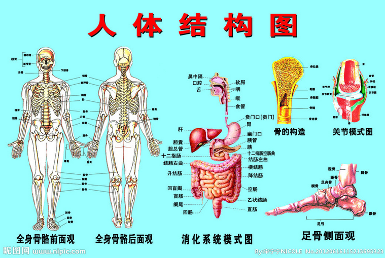 人体五脏六腑的关系,玻妃养生